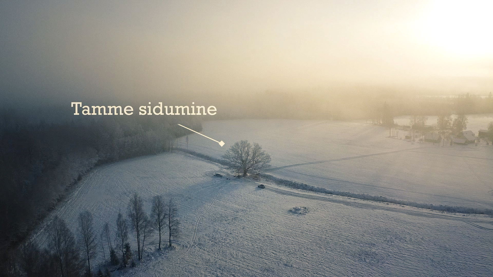 Staatilised ja dünaamilised tugisüsteemid tammele