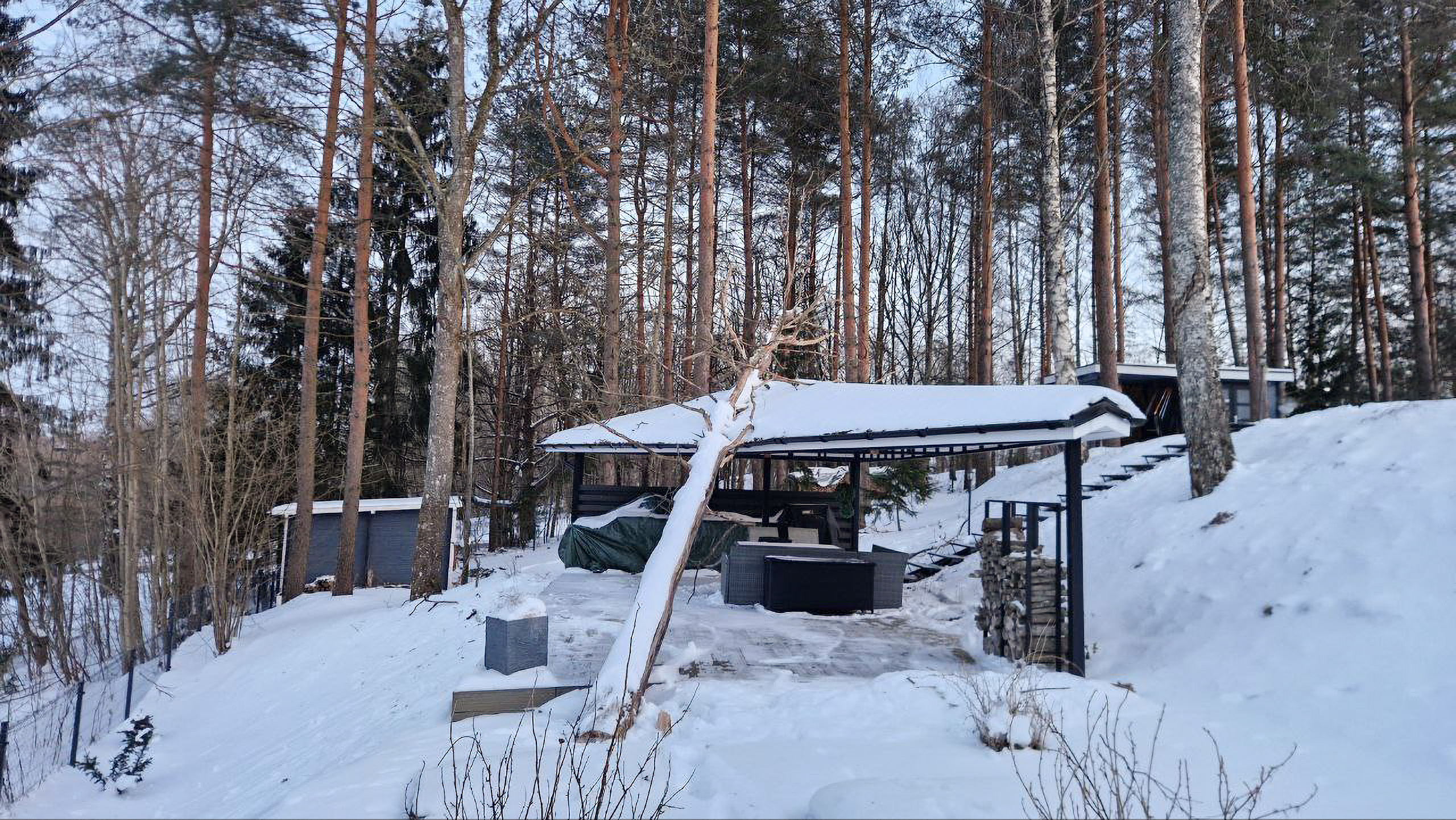 Ohtlik kuivanud puu katusele Ohtlik kuivanud puu kukkunud katusele